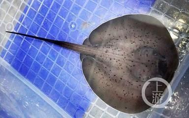 養了兩年的銀龍魚突然死亡是什么原因(養了兩年的銀龍魚突然死亡是什么原因呢)