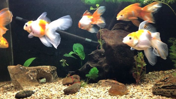 紅龍魚燒尾多久可以恢復(fù)：紅龍魚燒尾后如何改善水質(zhì) 紅龍魚燒尾多久可以恢復(fù)：紅龍魚燒尾后如何改善水質(zhì) 紅龍魚百科 第4張