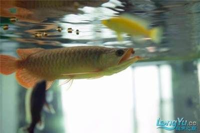 紅龍魚訓(xùn)食：紅龍魚的訓(xùn)食技巧