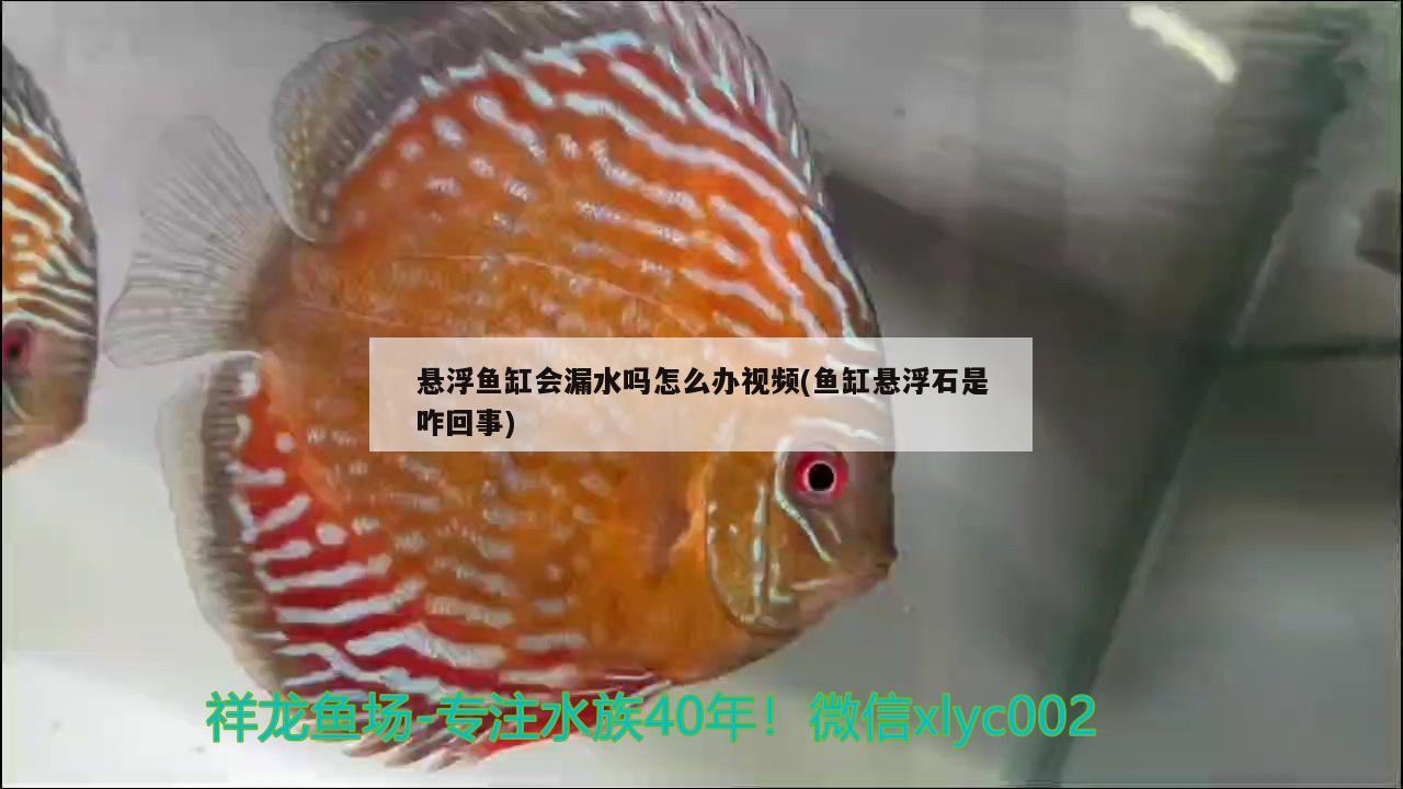 懸浮魚缸會漏水嗎怎么辦視頻(魚缸懸浮石是咋回事)