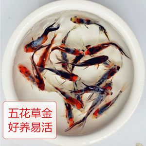 龍魚飼料魚是什么魚類的：龍魚飼料魚是什么魚 龍魚飼料魚是什么魚類的：龍魚飼料魚是什么魚 龍魚百科 第2張