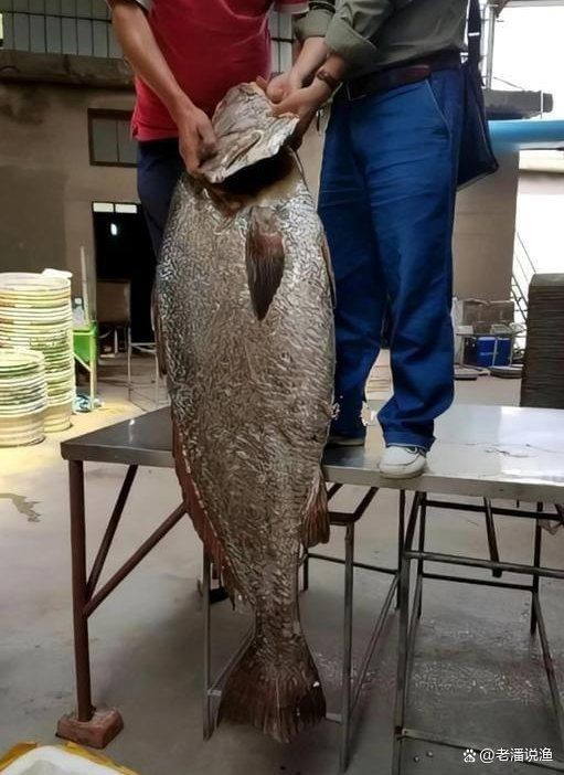 毛鲿魚長(zhǎng)啥樣，一條100斤1.6米長(zhǎng)的大魚,賣30萬(wàn)元還嫌少 毛鲿魚長(zhǎng)啥樣，一條100斤1.6米長(zhǎng)的大魚,賣30萬(wàn)元還嫌少 龍魚百科 第2張