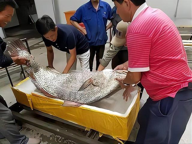 毛鲿魚長(zhǎng)啥樣，一條100斤1.6米長(zhǎng)的大魚,賣30萬(wàn)元還嫌少 毛鲿魚長(zhǎng)啥樣，一條100斤1.6米長(zhǎng)的大魚,賣30萬(wàn)元還嫌少 龍魚百科 第3張
