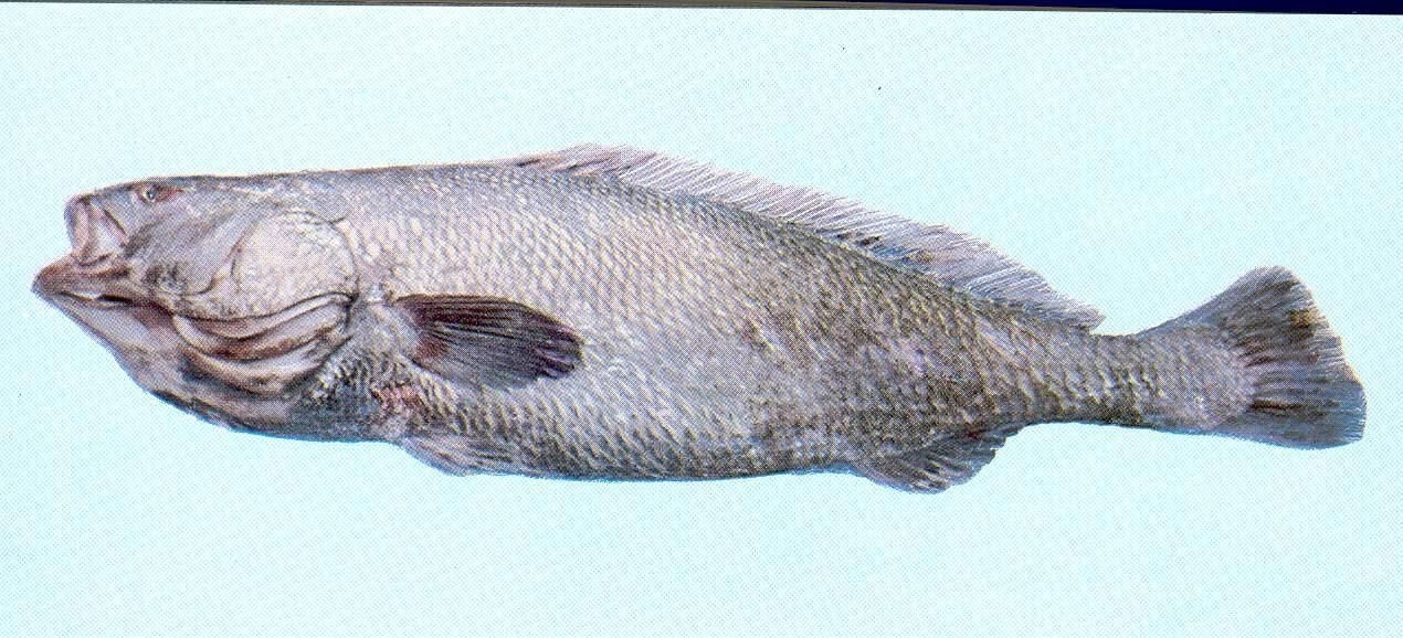 毛鲿魚長(zhǎng)啥樣，一條100斤1.6米長(zhǎng)的大魚,賣30萬(wàn)元還嫌少 毛鲿魚長(zhǎng)啥樣，一條100斤1.6米長(zhǎng)的大魚,賣30萬(wàn)元還嫌少 龍魚百科 第5張