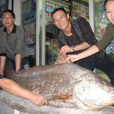 毛鲿魚長(zhǎng)啥樣，一條100斤1.6米長(zhǎng)的大魚,賣30萬(wàn)元還嫌少 毛鲿魚長(zhǎng)啥樣，一條100斤1.6米長(zhǎng)的大魚,賣30萬(wàn)元還嫌少 龍魚百科 第4張