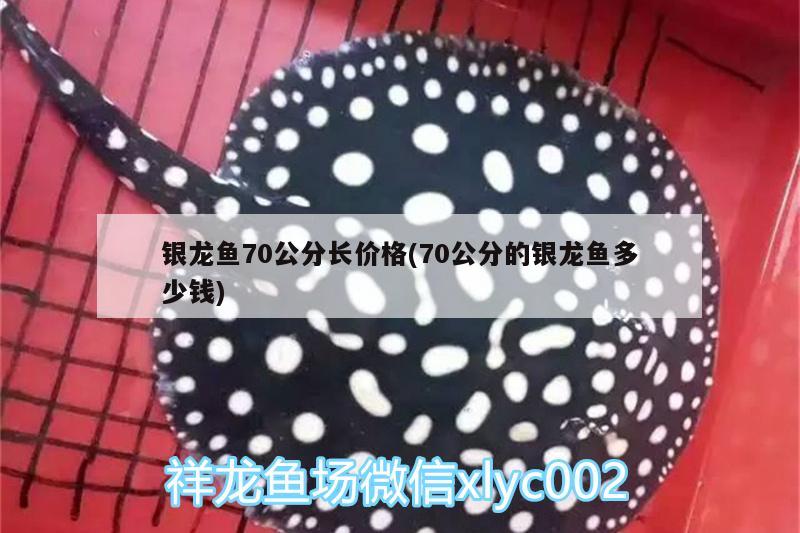 銀龍魚70公分長價(jià)格(70公分的銀龍魚多少錢)