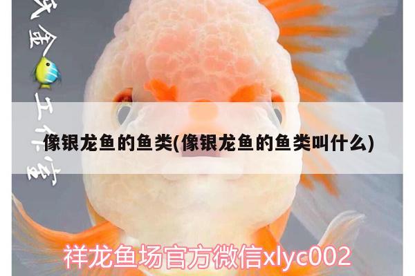 像銀龍魚的魚類(像銀龍魚的魚類叫什么)