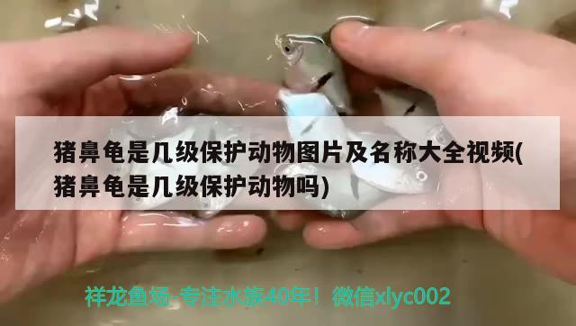 豬鼻龜是幾級保護(hù)動物圖片及名稱大全視頻(豬鼻龜是幾級保護(hù)動物嗎)