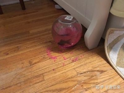 打翻魚缸的故事：《打翻的魚缸》打翻魚缸的故事教育意義具有深刻教育意義