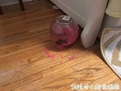 打翻魚缸的故事：《打翻的魚缸》打翻魚缸的故事教育意義具有深刻教育意義