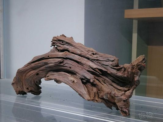 養(yǎng)銀龍魚溫度多少度合適(養(yǎng)銀龍魚水溫是多少) 養(yǎng)銀龍魚溫度多少度合適(養(yǎng)銀龍魚水溫是多少) 銀龍魚百科 第2張