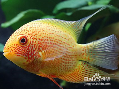 sunsun魚缸怎么調溫度：sunsun魚缸溫度計使用方法和使用方法