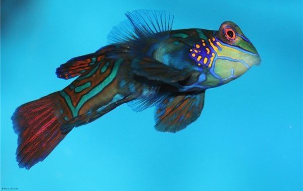 龍魚和虎魚混養(yǎng)視頻教程(龍魚和虎魚混養(yǎng)有什么講究)