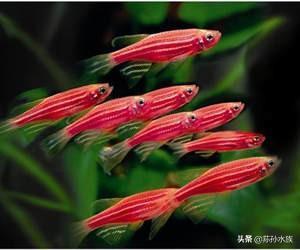 玻璃魚缸壁青苔清理：如何清理玻璃魚缸壁上的青苔
