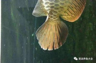 龍魚能和豬鼻龜混養嗎圖片大全(豬鼻子龜和龍魚一起養)