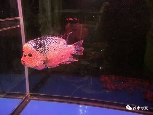 側濾魚缸怎么改裝好看：魚缸側濾改造方法 側濾魚缸怎么改裝好看：魚缸側濾改造方法 魚缸百科 第2張