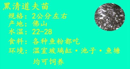 豬鼻龜多深的水養最好看圖片大全(養豬鼻龜的水一般多深)