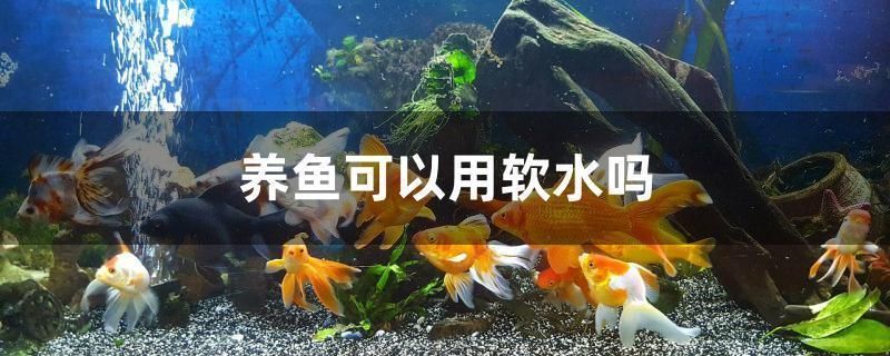 家里養(yǎng)銀龍魚對風水好嗎