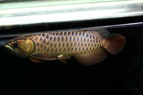 吳忠魚缸維護，吳忠地區魚缸維護方案