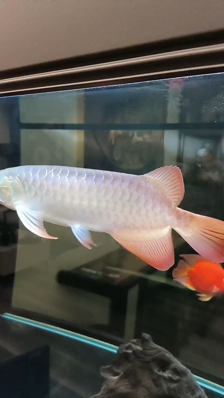懲罰停食