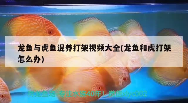 龍魚與虎魚混養打架視頻大全(龍魚和虎打架怎么辦)