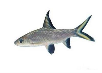 熱帶魚觀賞魚小型（常見觀賞熱帶魚小型魚）
