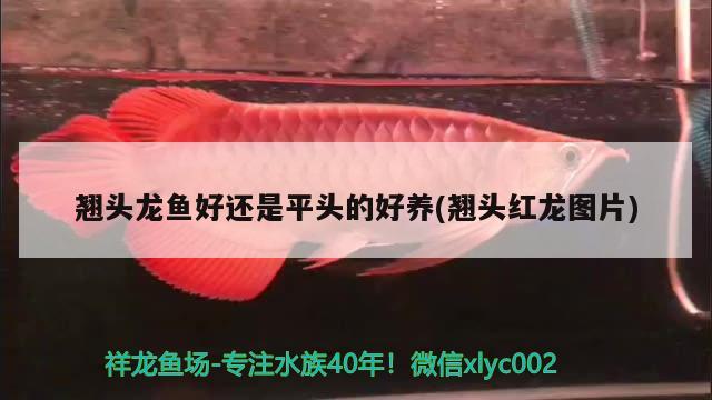 翹頭龍魚好還是平頭的好養(翹頭紅龍圖片)