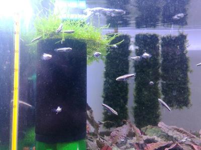 養豬鼻龜需要多大的魚缸呢圖片大全(豬鼻龜算不算魚缸數量)