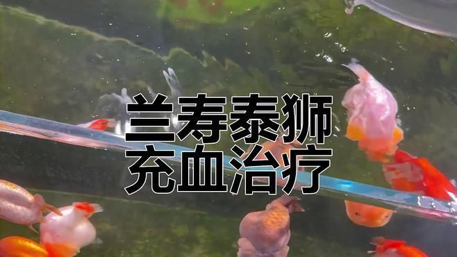 有哪些藥物可以有效治療金魚充血？，金魚體表充血怎么辦