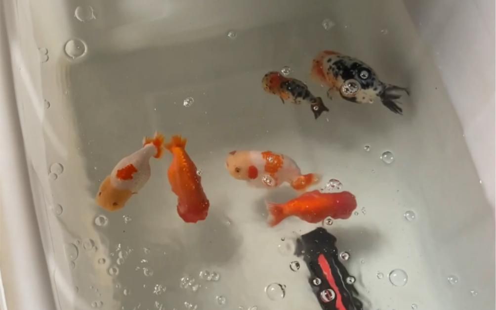 有哪些藥物可以有效治療金魚充血？，金魚體表充血怎么辦