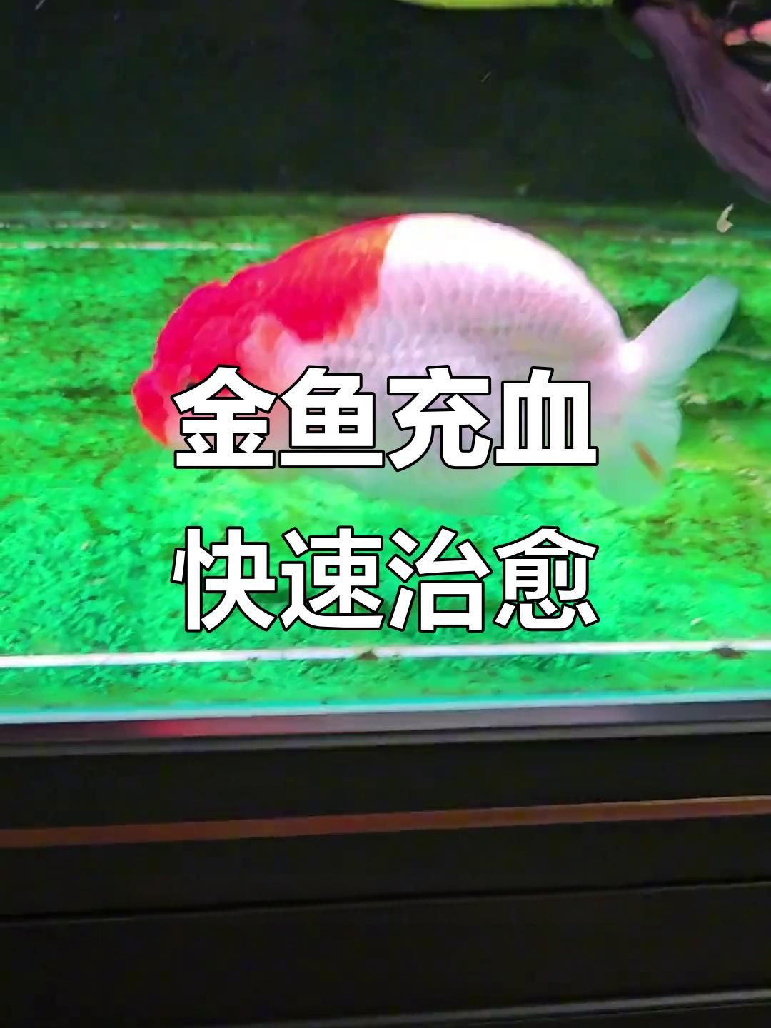 有哪些藥物可以有效治療金魚充血？，金魚體表充血怎么辦