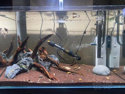龍魚和虎魚怎樣搭配好看呢視頻(龍魚虎魚配魚) 龍魚和虎魚怎樣搭配好看呢視頻(龍魚虎魚配魚) 虎魚百科 第2張