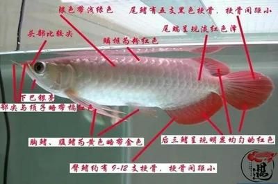 紅龍魚不發色是什么原因引起的：紅龍魚不發色可能是由多種因素引起的