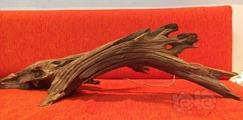 龍魚吃帶殼蝦比蝦仁好嗎 龍魚吃帶殼蝦比蝦仁好嗎 龍魚百科 第1張