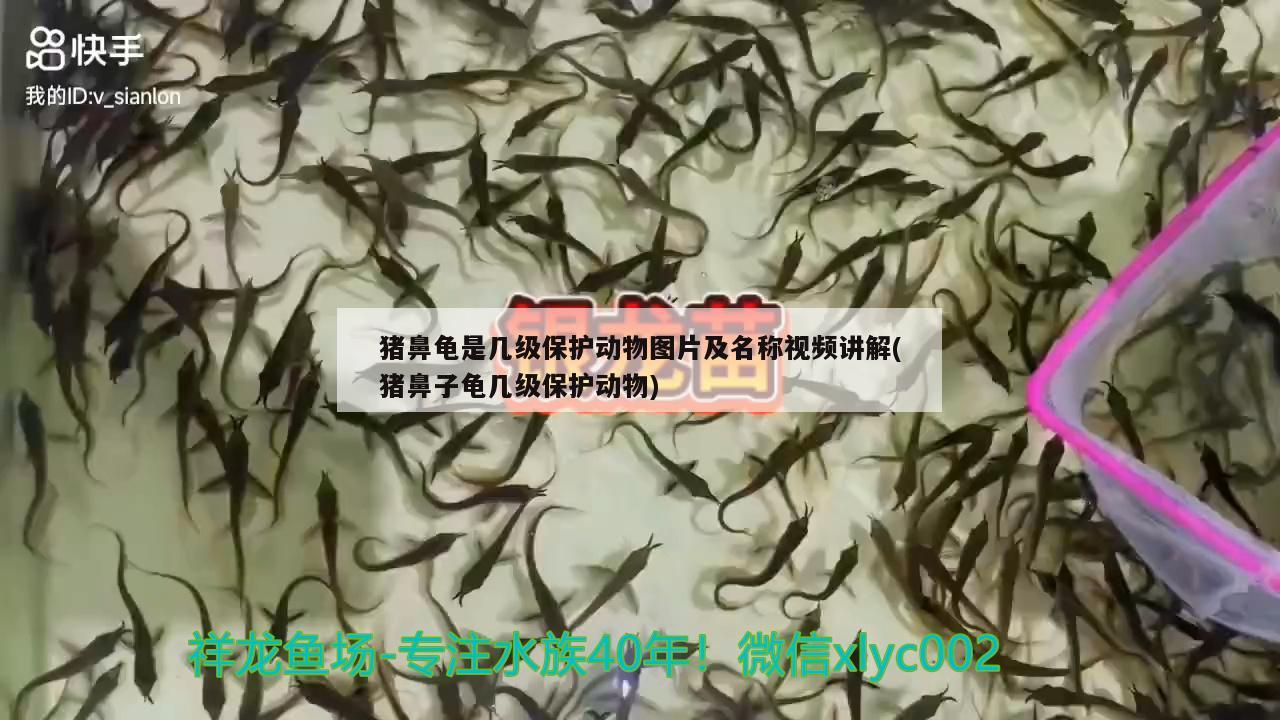 龍魚干蝦有營養(yǎng)嗎 豬鼻龜是幾級保護動物圖片及名稱視頻講解(豬鼻子龜幾級保護動物) 豬鼻龜百科 豬鼻龜是幾級保護動物圖片及名稱視頻講解(豬鼻子龜幾級保護動物) 豬鼻龜是幾級保護動物圖片及名稱視頻講解(豬鼻子龜幾級保護動物) 豬鼻龜百科