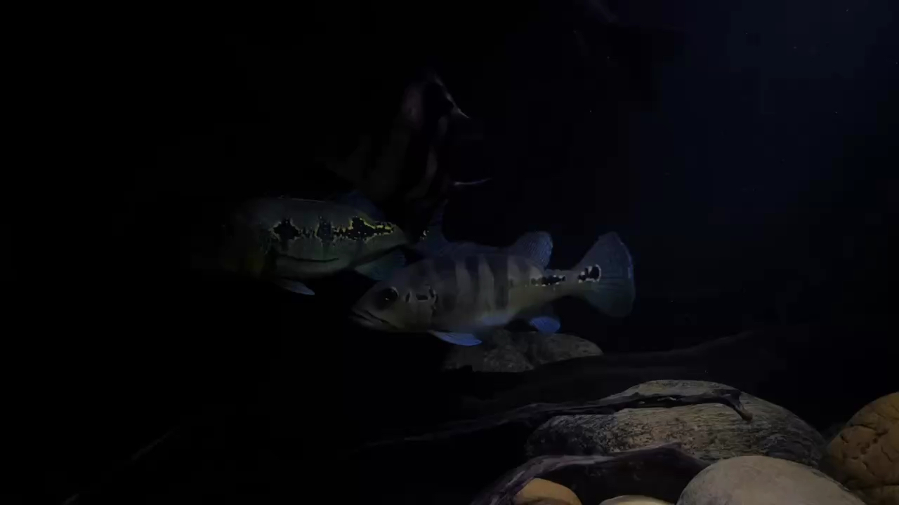 射燈 跟 Led/Nec 區別