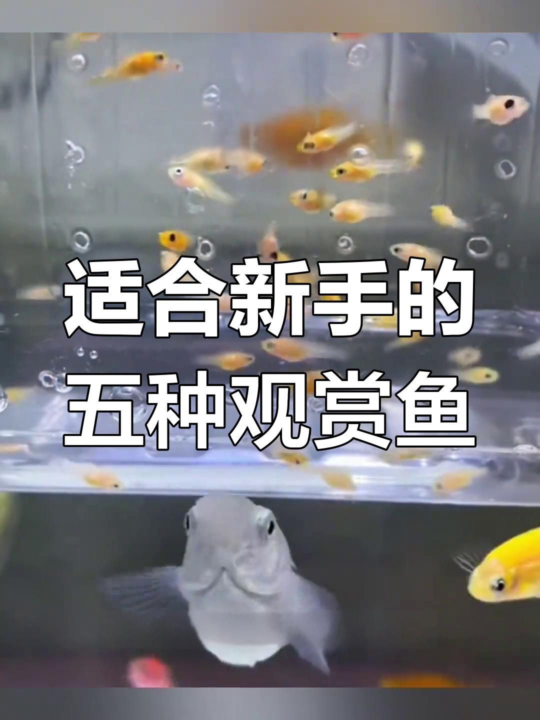 新手入門觀賞魚推薦，《新手入門觀賞魚推薦》初涉觀賞魚領域的新手而言 新手入門觀賞魚推薦，《新手入門觀賞魚推薦》初涉觀賞魚領域的新手而言 龍魚百科 第4張