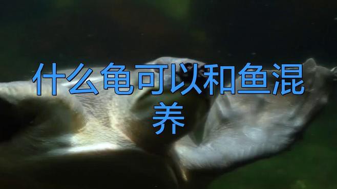 哪種龜類與龍魚混養最佳？，哪種龜類與龍魚混養效果最佳？