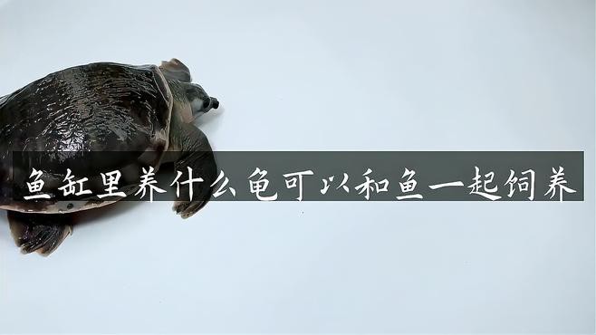 哪種龜類與龍魚混養最佳？，哪種龜類與龍魚混養效果最佳？