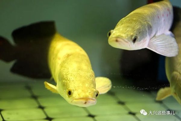 大興黃村哪里有賣魚缸的店子：在大興黃村尋找售賣魚缸的店鋪