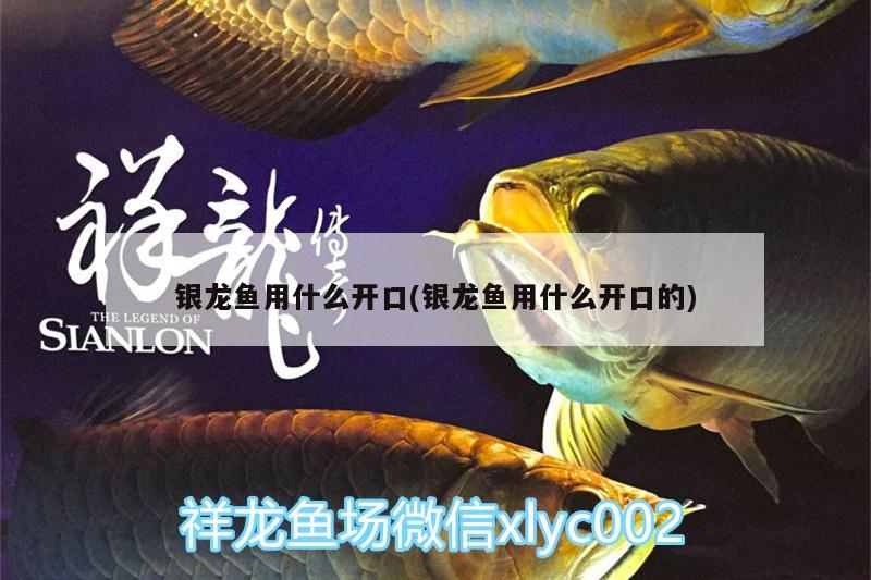 銀龍魚用什么開口(銀龍魚用什么開口的)