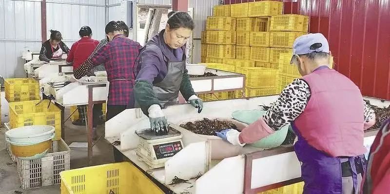 和縣龍魚店，和縣龍魚店月銷千單被曝用草酸洗蝦看南縣小龍蝦如何“游”出大市場 和縣龍魚店，和縣龍魚店月銷千單被曝用草酸洗蝦看南縣小龍蝦如何“游”出大市場 全國水族館企業名錄 第4張