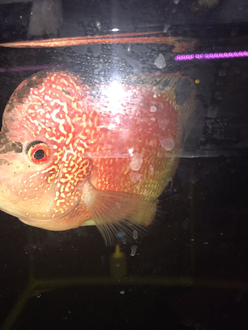 各位大神看看是什么品種