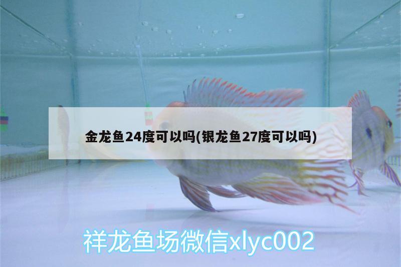 紅龍魚 金龍魚24度可以嗎(銀龍魚27度可以嗎) 銀龍魚百科 金龍魚24度可以嗎(銀龍魚27度可以嗎) 金龍魚24度可以嗎(銀龍魚27度可以嗎) 銀龍魚百科