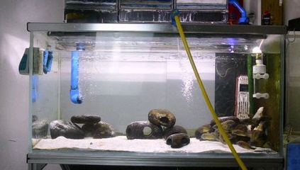 葫蘆島觀賞魚養殖電話多少啊(葫蘆島百姓網觀賞魚)