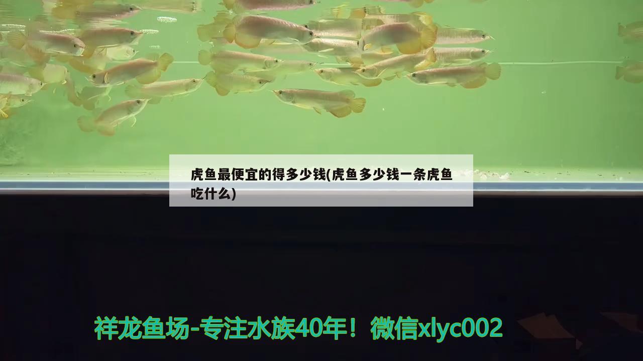 錦鯉魚 虎魚最便宜的得多少錢(虎魚多少錢一條虎魚吃什么) 虎魚百科 虎魚最便宜的得多少錢(虎魚多少錢一條虎魚吃什么) 虎魚最便宜的得多少錢(虎魚多少錢一條虎魚吃什么) 虎魚百科