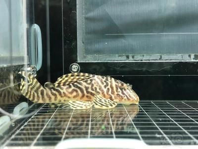 龍魚虎魚混養用什么底色最好(虎魚龍魚魚缸貼什么顏色壁紙)