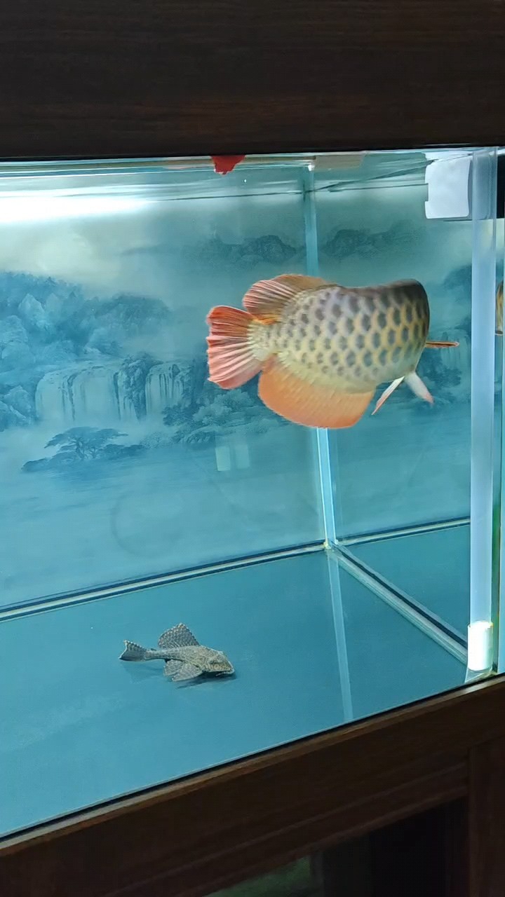 龍魚果然對昆蟲類情有獨鐘呀[haochi]