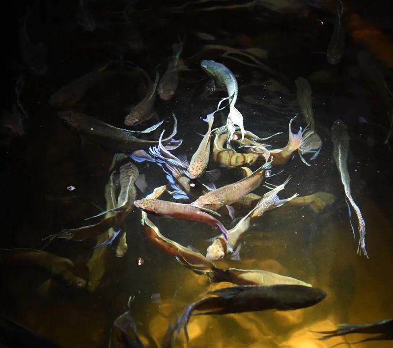 城西龍魚店,廣州城西區(qū)域龍魚店 全國水族館企業(yè)名錄 第1張 城西龍魚店,廣州城西區(qū)域龍魚店 城西龍魚店,廣州城西區(qū)域龍魚店 全國水族館企業(yè)名錄 第1張