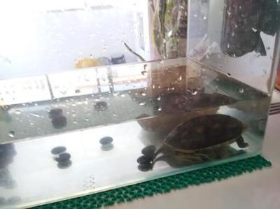 大型魚缸可以養烏龜嗎：大型魚缸養烏龜的注意事項